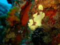   mother could love this face. Yellow Frogfish angler fish sodwana bay two mile reef face  